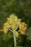 Yellow unicorn-plant